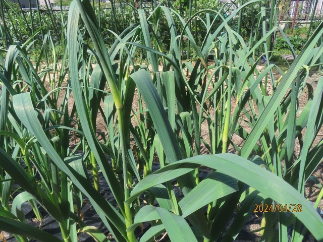 ニンニクトウ立ち