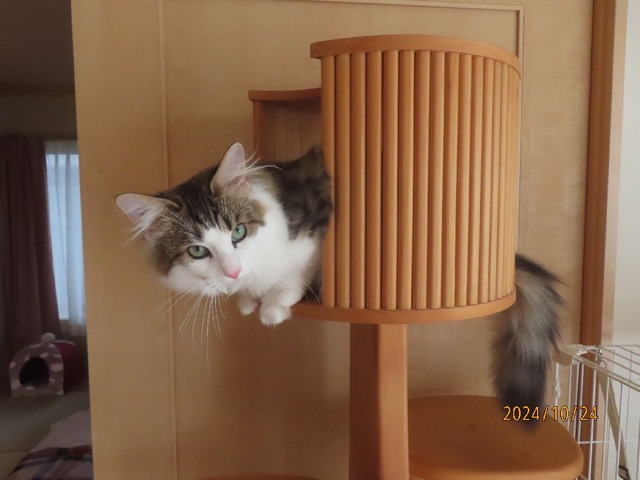 タヨー①