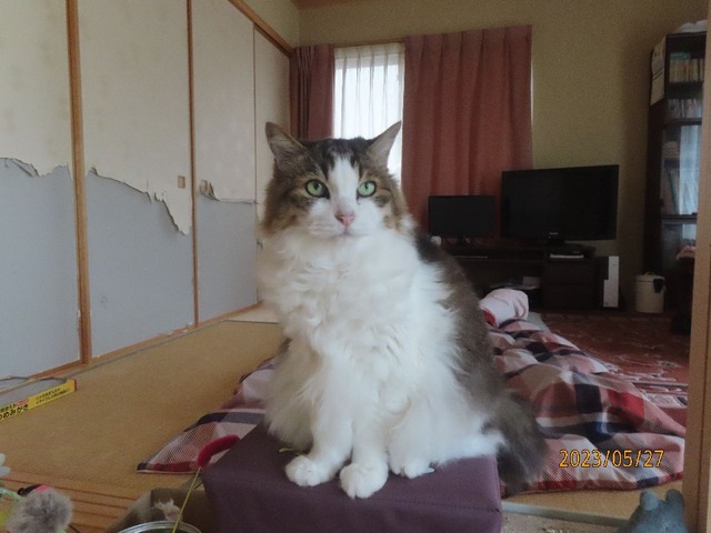 九時スツール