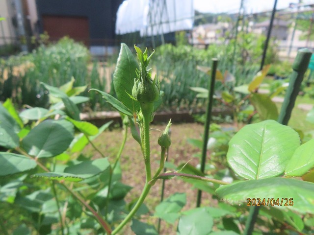 鉢植えマダム蕾
