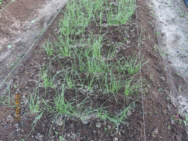 ソニック除草追肥