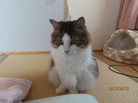 ふう「潜る～」