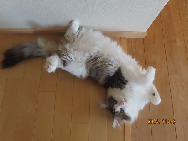 キッチンころりん②