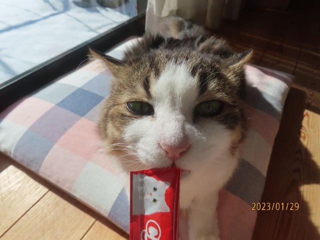 ちゅ~る