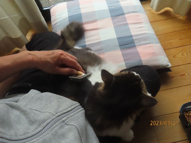 ブラッシング③