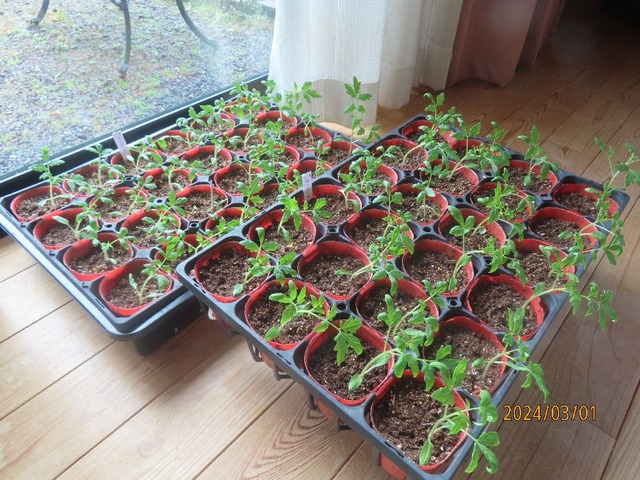 トマト苗窓辺へ