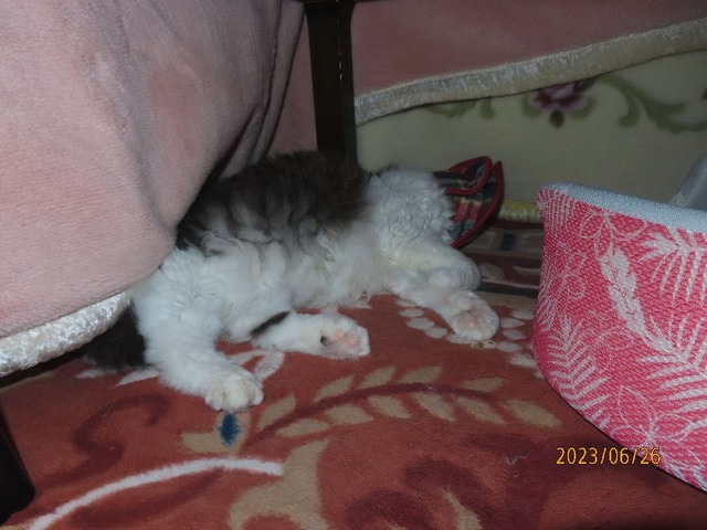 早いおやすみ？