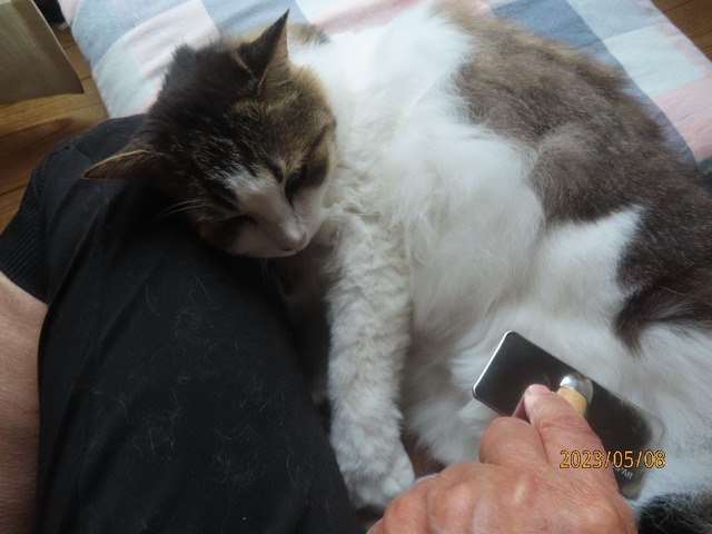 ブラッシング③