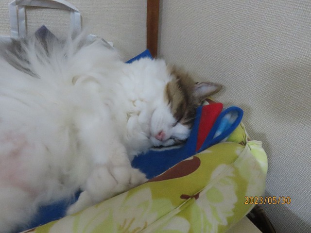 キッチンベッド