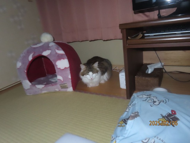 ドームベッド横