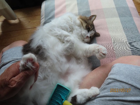 ブラッシング④