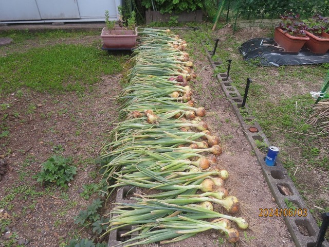 タマネギ大分しんなり