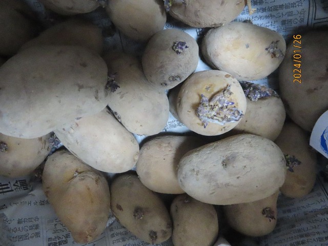 じゃが芋