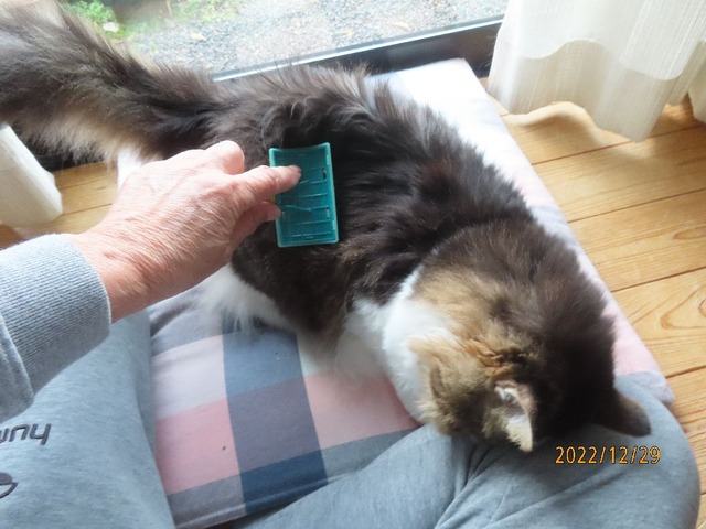 ブラッシング②