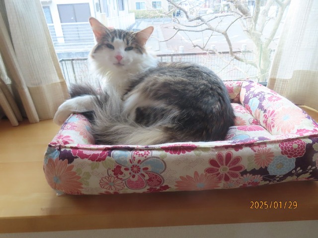 お昼出窓ベッド