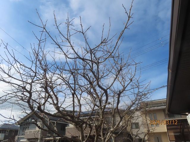 柿