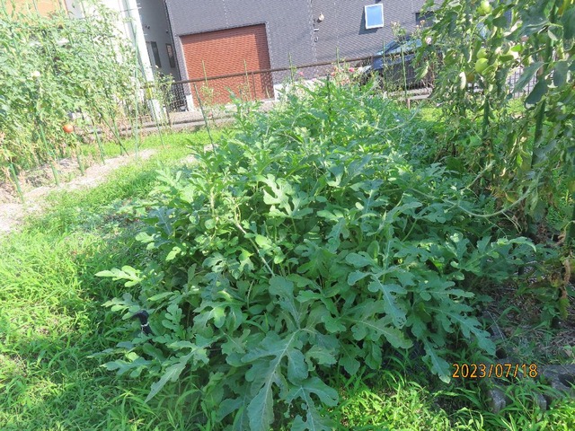 スイカこんもり