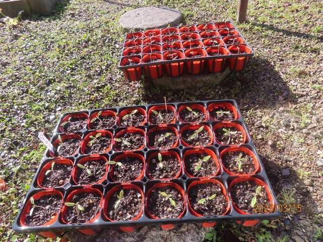 トマト苗外へ