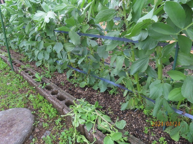 ソラマメ脇芽掻き