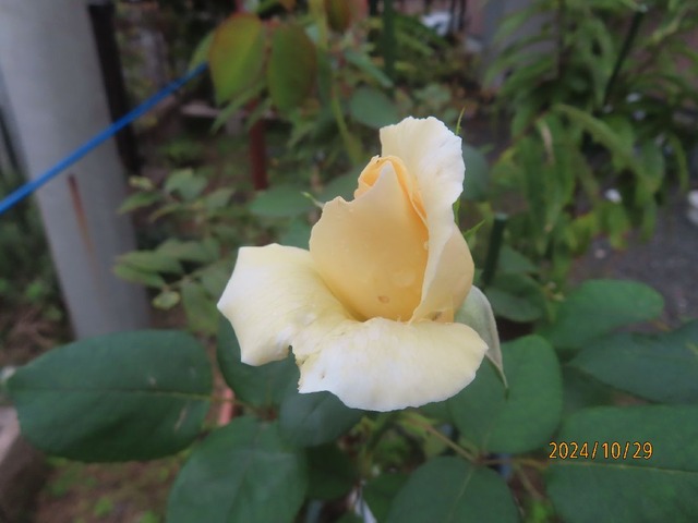 ホワイトクリスマス