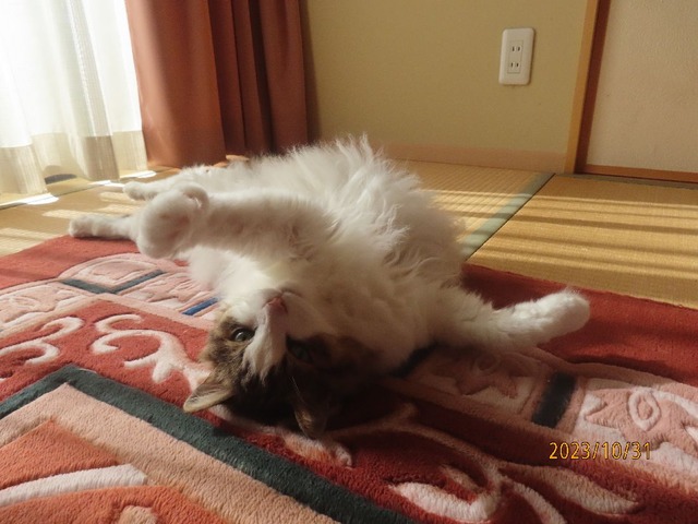 和室ころりん①