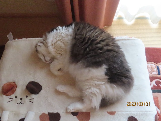 七時二十分だよ