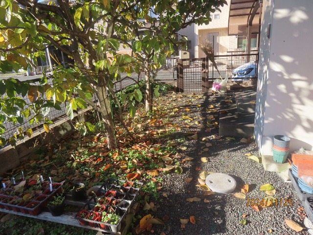 柿落ち葉