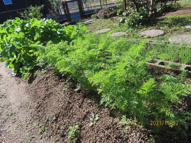 ニンジンダイコン