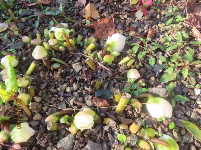 クリローもう少し