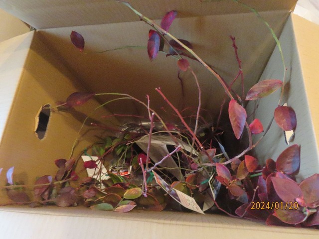 ブルーベリー苗