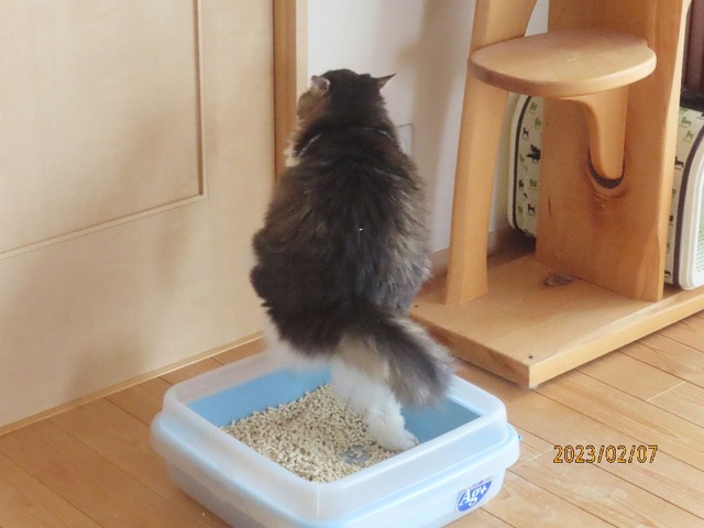 ウンチング