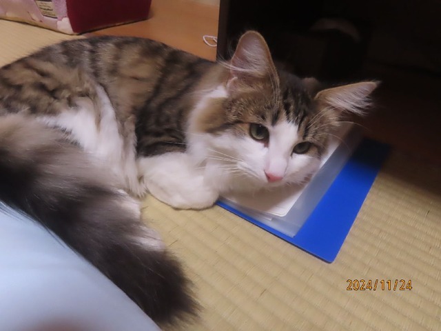 ブログ更新中