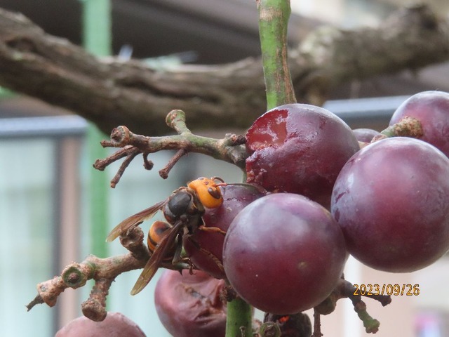 スズメバチ①