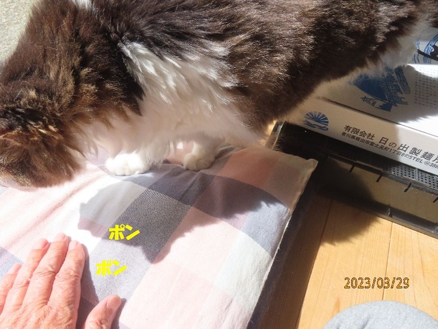 ここへおいでポンポン