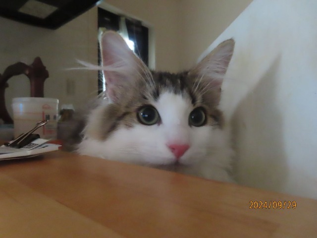 わくわくキッチン