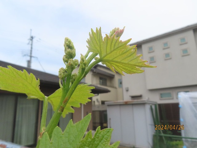 ブドウ①
