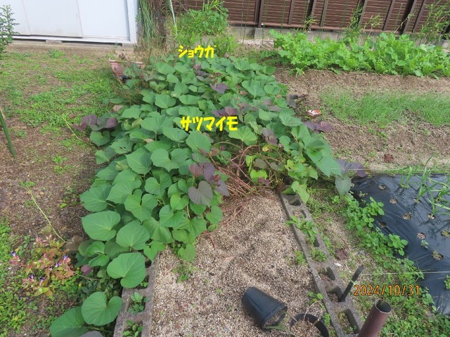 庭のサツマイモ