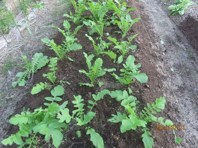 ダイコン一本立ち