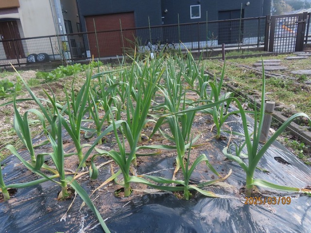 ニンニク②