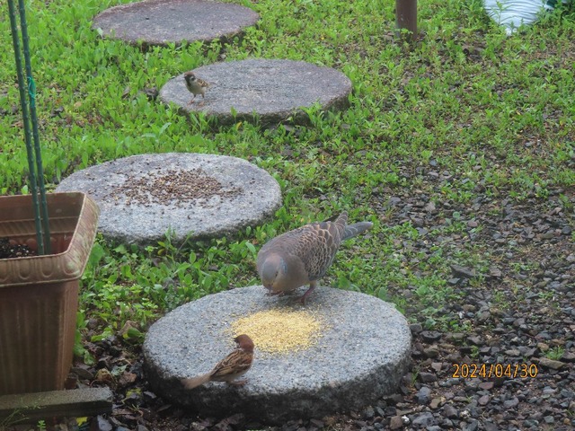 一緒に食べる