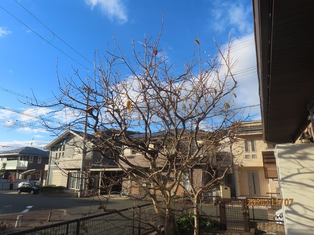 柿落ち葉完了