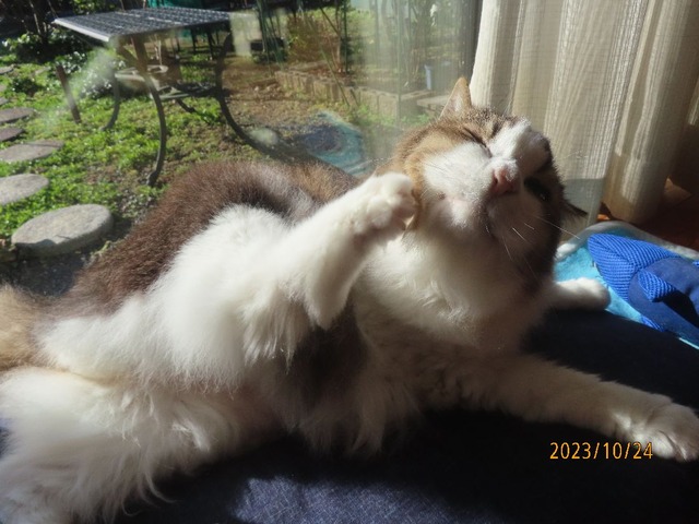 ブラッシング②