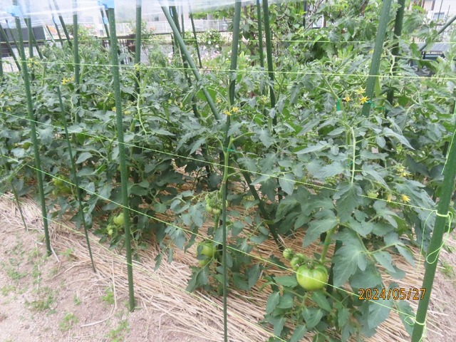 トマト③誘因と追肥