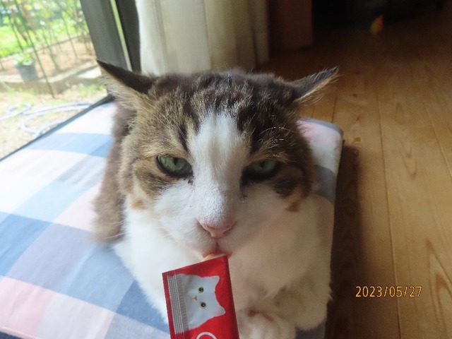 ちゅ～る