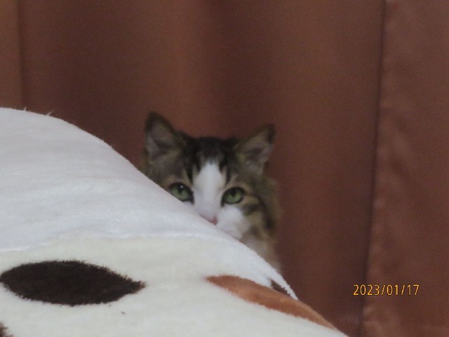十一時チラ