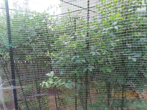 福村ブルーベリー