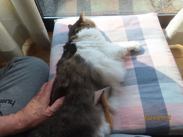 ブラッシング②