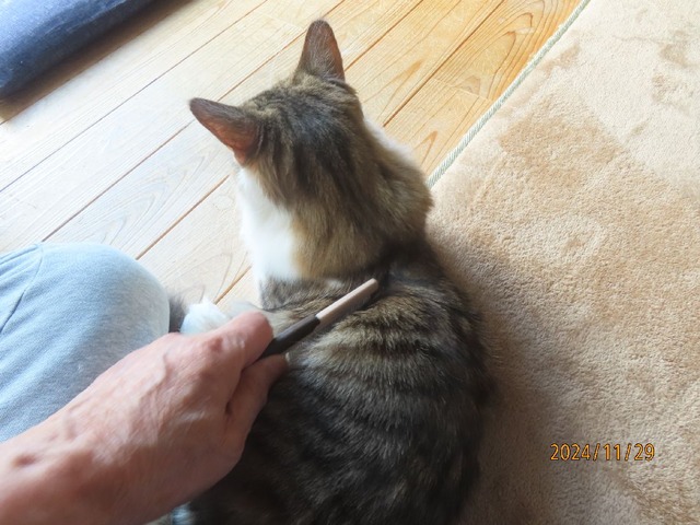 ブラッシング①