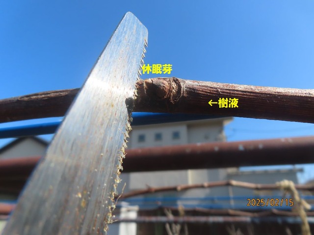 芽傷②