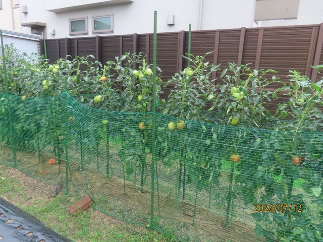 トマト②